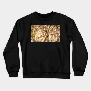 Pygmy Owl Perched in a Tree Crewneck Sweatshirt